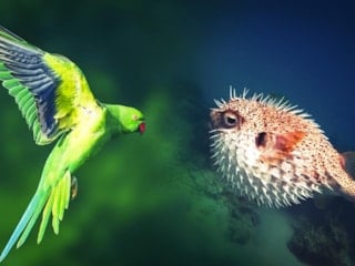 İstilacı türlere karşı yeni dönem: Ulusal liste ve izleme sistemi kurulacak