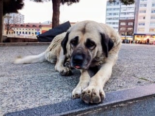 Samsun’da bir yılda 60 bin ev hayvanı kimliklendirildi