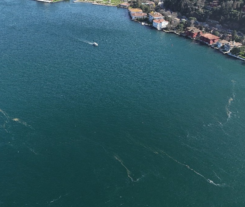 Marmara Denizi'nde yaşanan kirlilik sonrası denizanaları yüzeye çıktı