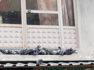 Manisa'da esnaftan anlamlı davranış: Balkonunu kuşlara ayırdı