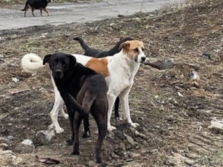 Şanlıurfa Valisi Hasan Şıldak, kentteki bütün sokak hayvanlarının toplatıldığını açıkladı