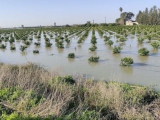 Seyhan Barajı’nda kapaklar açıldı: Narenciye bahçeleri su altında