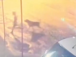 Adıyaman’da sahipsiz köpek saldırısı: 10 yaşındaki çocuk son anda kurtarıldı