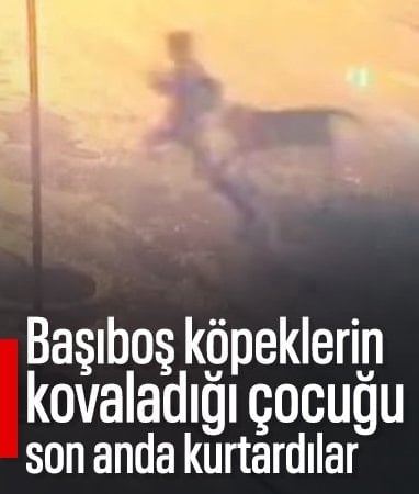 Adıyaman’da sahipsiz köpek saldırısı: 10 yaşındaki çocuk son anda kurtarıldı