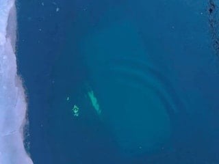 Rusya Baykal Gölü'nde bir tur aracı buz kırılınca suya düştü: 8 ölü