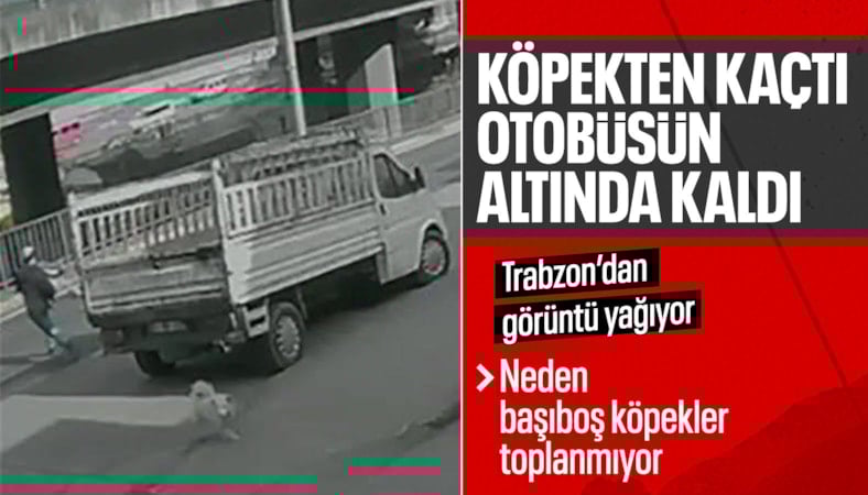 Trabzon'da yaşananlar ders olmadı: Sokaklar başıboş köpeklerle dolu
