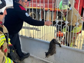 Hatay'da kapı korkuluğuna sıkışan kediyi kurtama operasyonu