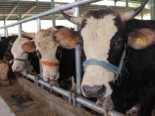 Muğla'da şap paniği: 11 mahalle karantinaya alındı