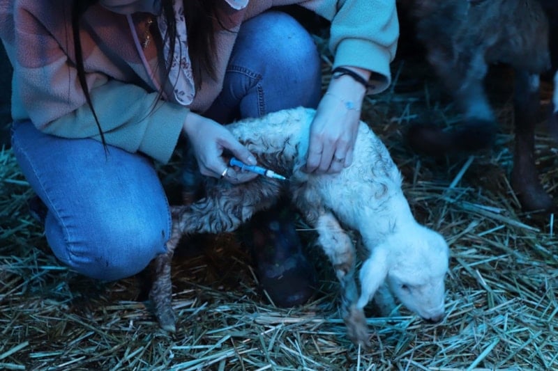 Aydın Adnan Menderes Üniversitesi Hastanesinde Çalışan Hemşireye Çiftçilikte Yeni Yol: Elindeki Ürünlerle Hayvanları ve Ailesini Büyütüyor