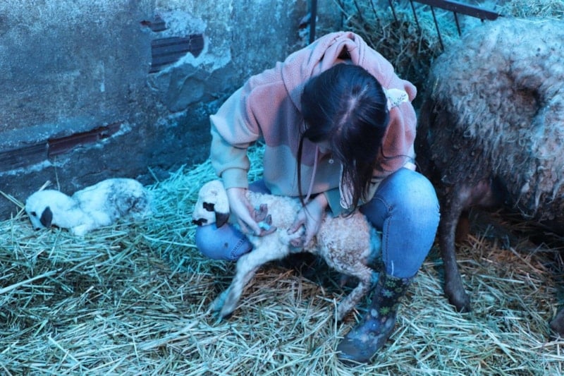 Aydın Adnan Menderes Üniversitesi Hastanesinde Çalışan Hemşireye Çiftçilikte Yeni Yol: Elindeki Ürünlerle Hayvanları ve Ailesini Büyütüyor