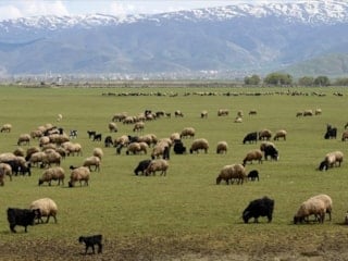 Küçükbaş hayvancılığa destek projesi: 150 bin hayvan dağıtılacak