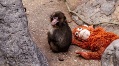 Yavru maymun Punch'ın son hali! Artık yalnız değil...