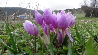 Bolu’da çiğdemler yüzünü gösterdi