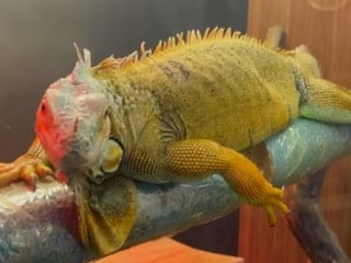 Samsun'da kaçak getirilen egzotik hayvanlar koruma altında