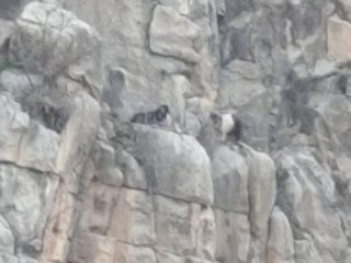 Siirt’te kayalıklarda mahsur kalan 2 keçi 4 gün sonra kurtarıldı