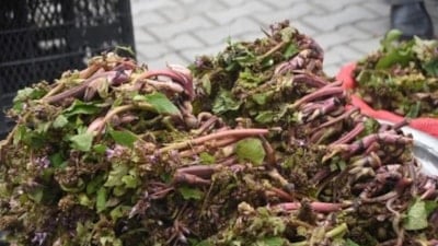 Sinop’ta baharın habercisi zılbıt tezgâhlarda