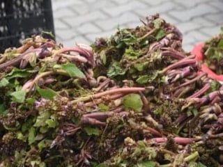 Sinop’ta baharın habercisi zılbıt tezgâhlarda