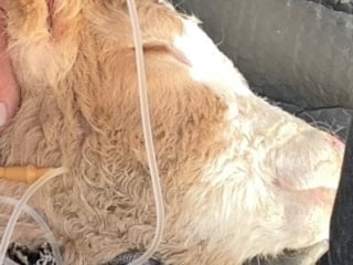 Batman'da hastalanan buzağısının serumu bitene kadar başından ayrılmadı