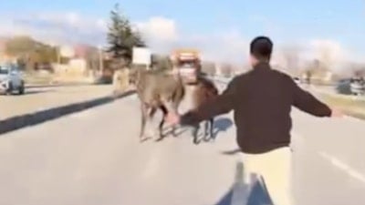 Çorum'da başıboş atlar trafiği tehlikeye düşürdü