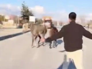 Çorum'da başıboş atlar trafiği tehlikeye düşürdü