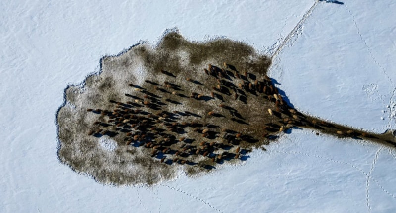 Karlı Zorlukların İçinden: Turna Gol ve Karaağıl’da Kış Mücadelesi