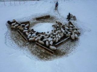 Erzurum’da besicilerin kar ve dondurucu soğukla mücadelesi