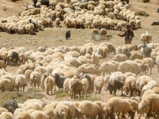 Hayvancılık isteyene müjde: Devlet'ten 100 küçükbaş hediye! İşte başvuru bilgileri...