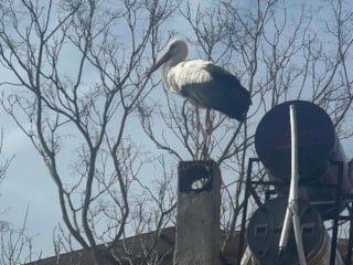 Leylek Köyü’nde erken vuslat heyecanı