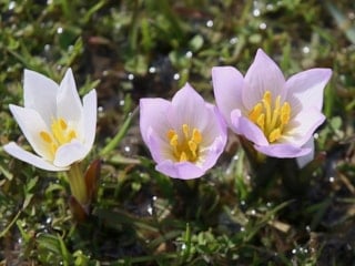 Muş Ovası’nda çiğdemler baharı müjdeledi