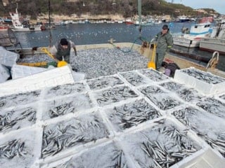 Kırklarelili balıkçılar, 30 ton hamsi avladı