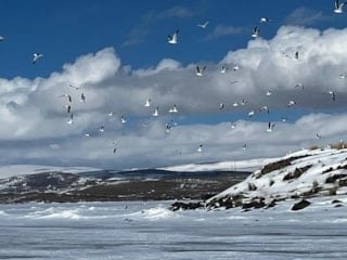 Kars Çıldır Gölü'ne martılar bu kez erken geldi