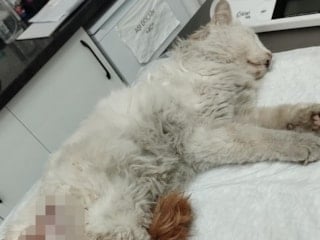 Başakşehir’de başıboş köpekler, kediyi telef etti