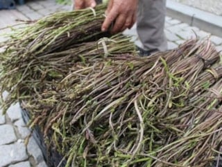 Yol kenarında görüp geçmeyin! Kendiliğinden yetişiyor, eklem ağrılarını kökten bitiriyor