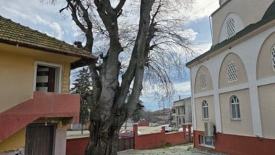 Samsun’da asırlık çitlembik ağacı için koruma çağrısı