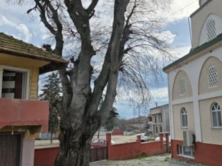 Samsun’da asırlık çitlembik ağacı için koruma çağrısı