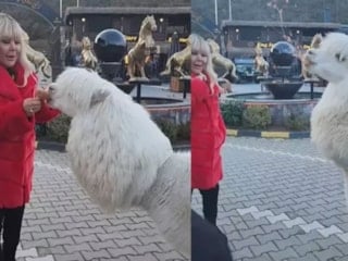 Safiye Soyman'ın alpaka paylaşımı! Yüzüne tükürdü