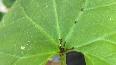 Bilim dünyası Kaz Dağları'ndaki yeni böcek türünü konuşuyor