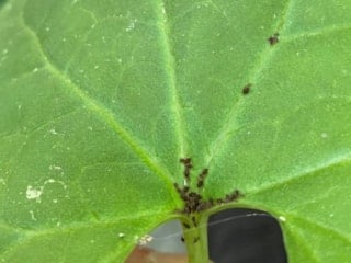 Bilim dünyası Kaz Dağları'ndaki yeni böcek türünü konuşuyor