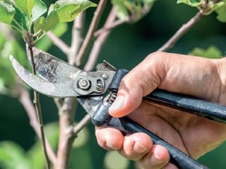 Mart ayı bahçe takvimi: Bahar gelmeden budamanız gereken 3 bitki