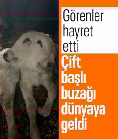 Erzurum'da çift başlı buzağı dünyaya geldi