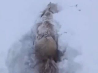 Kars’ta yoğun kar hayvanları da vurdu: At kara saplandı