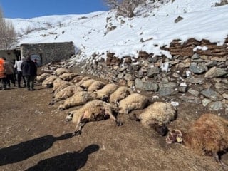 Van'da ahırda meydana gelen yangında 67 küçükbaş hayvan telef oldu
