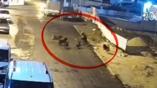 Samsun'da teravih dönüşü başıboş köpek saldırısı
