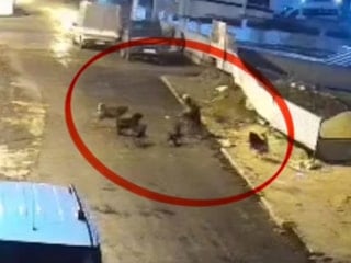 Samsun'da teravih dönüşü başıboş köpek saldırısı