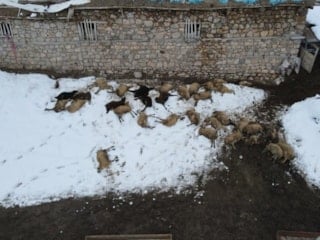 Erzincan’da 80 koyun telef oldu