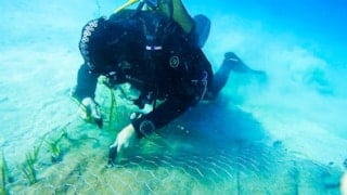 Garanti BBVA ve TURMEPA’dan deniz çayırlarına mavi nefes