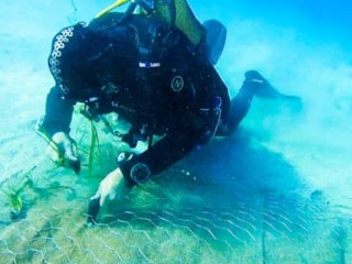 Garanti BBVA ve TURMEPA’dan deniz çayırlarına mavi nefes