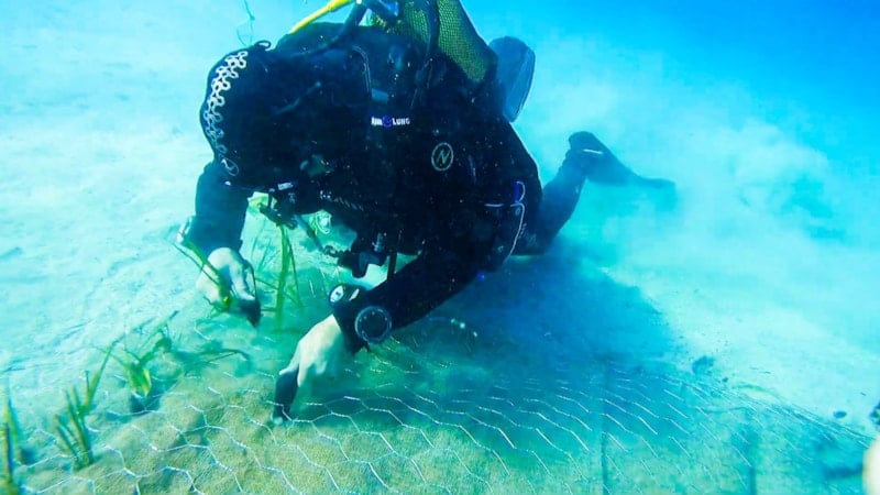 Garanti BBVA ve TURMEPA’dan deniz çayırlarına mavi nefes