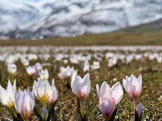 Muş Ovası, baharın müjdecisi çiğdemlerle süslendi