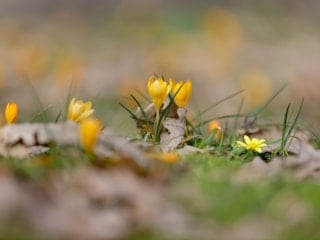Istranca Ormanları baharın renklerine büründü